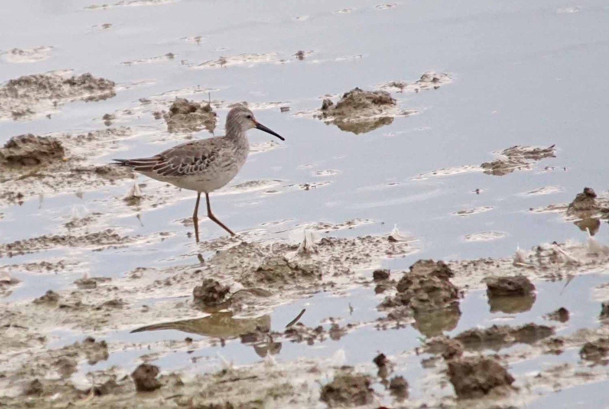 Stilt Sandpiper - John Daniel