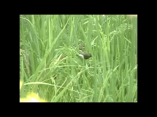 White-bellied Munia - ML721148