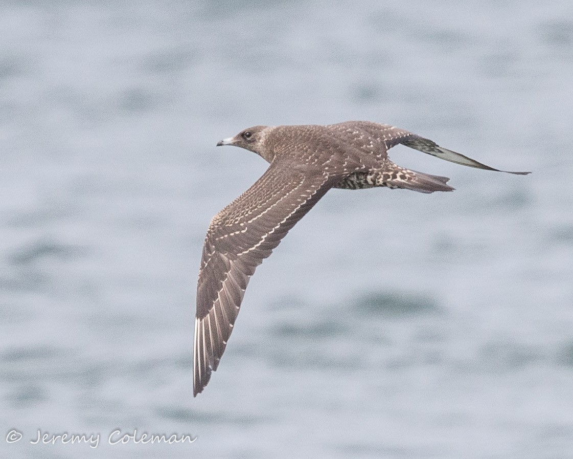 Parasitic Jaeger - Jeremy Coleman