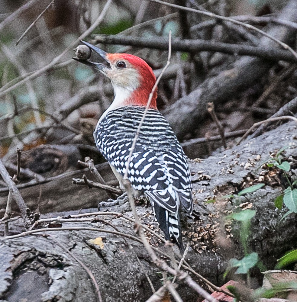 Red-bellied Woodpecker - ML72115871