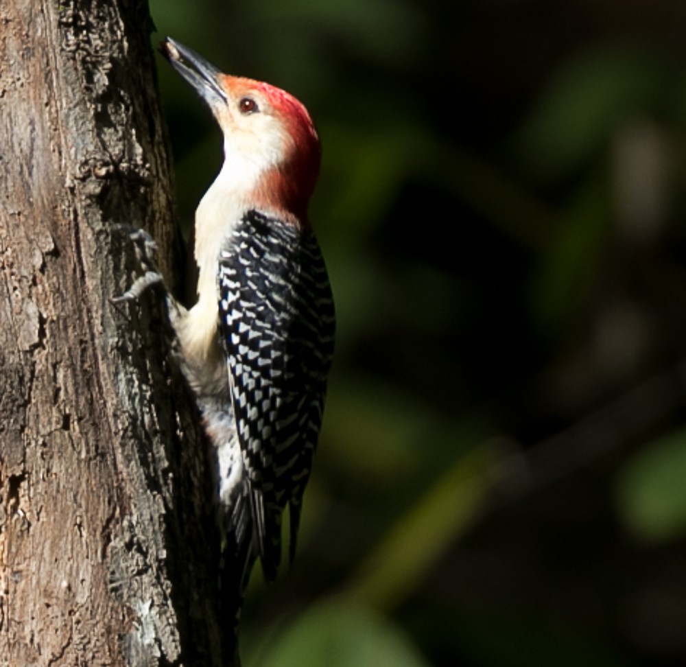 Red-bellied Woodpecker - ML72115911