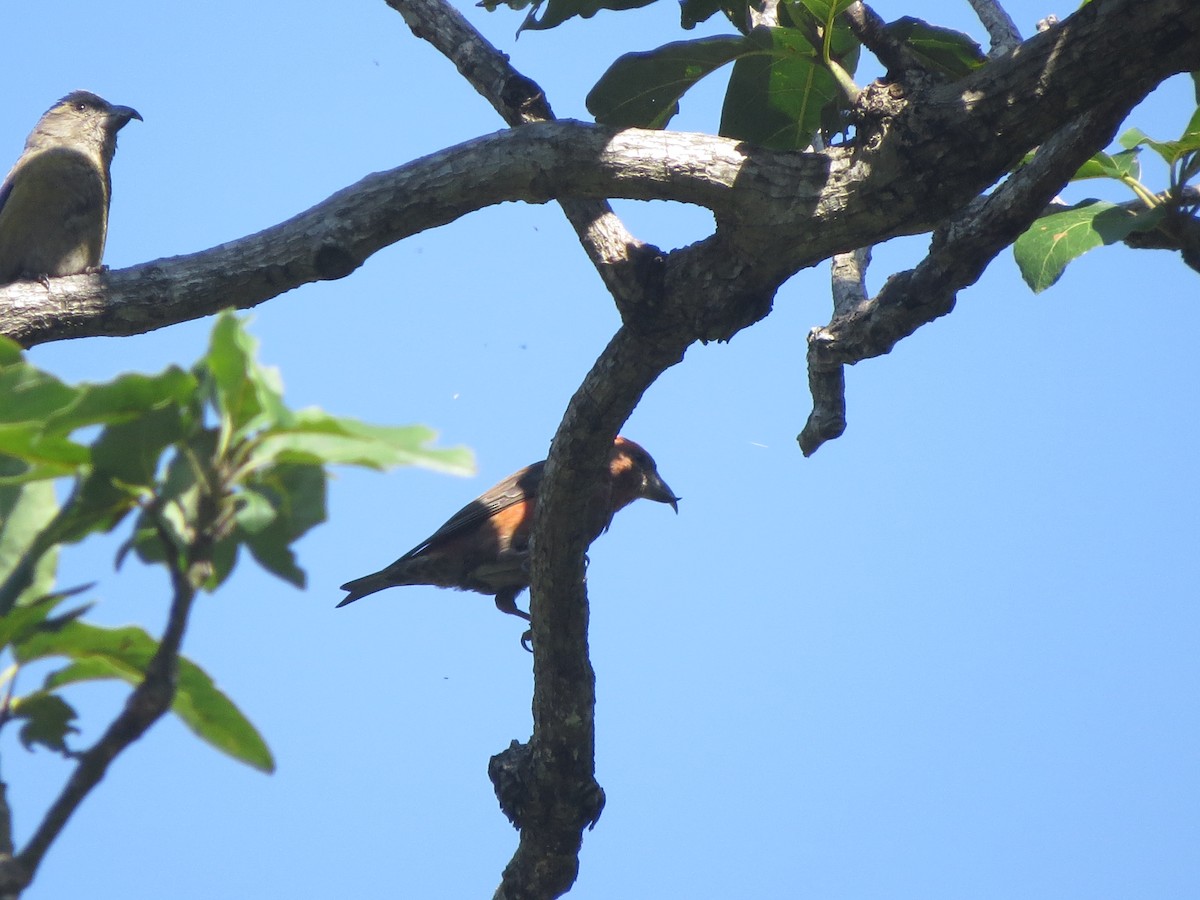 Гацуурын солбин хошуут - ML72116011