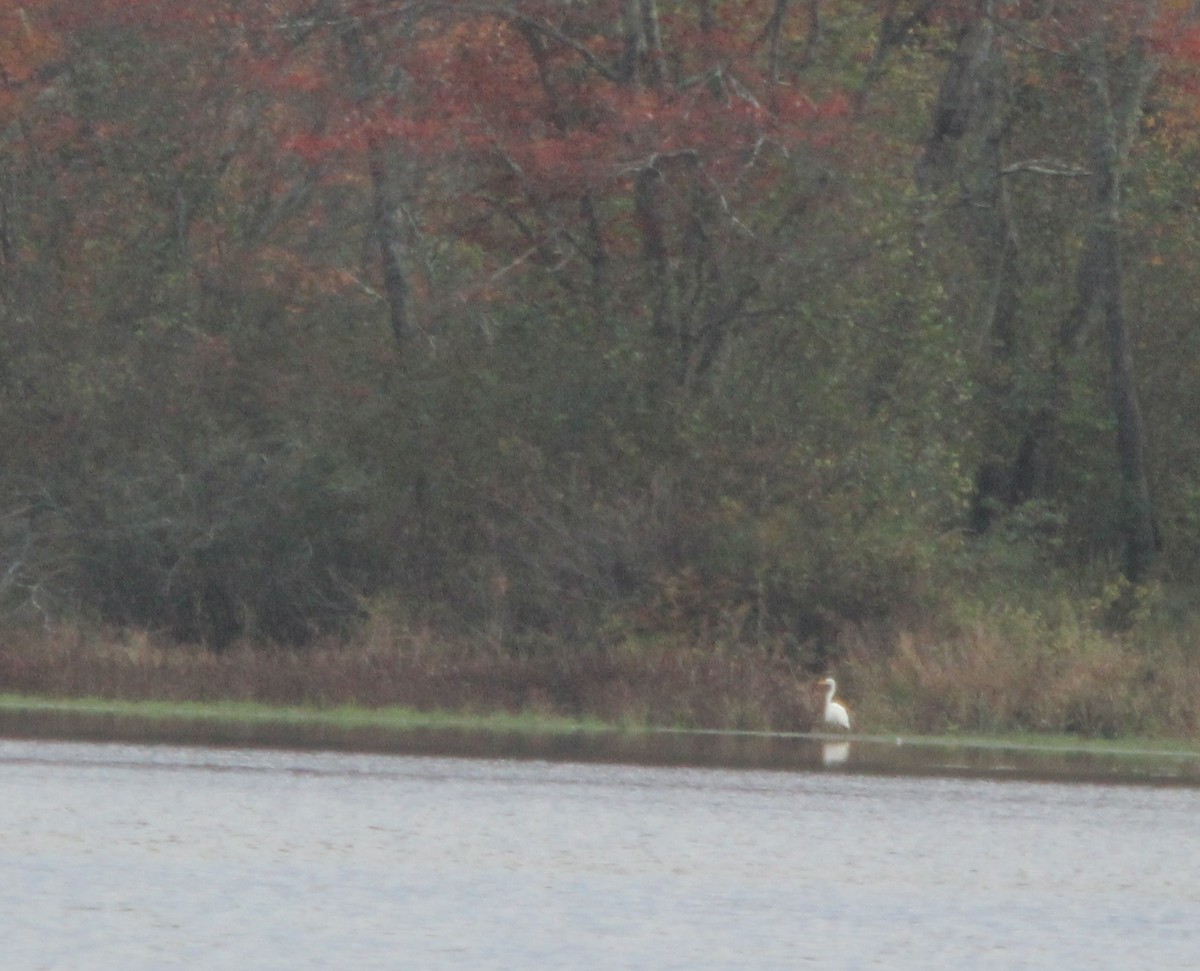 Great Egret - ML72116561