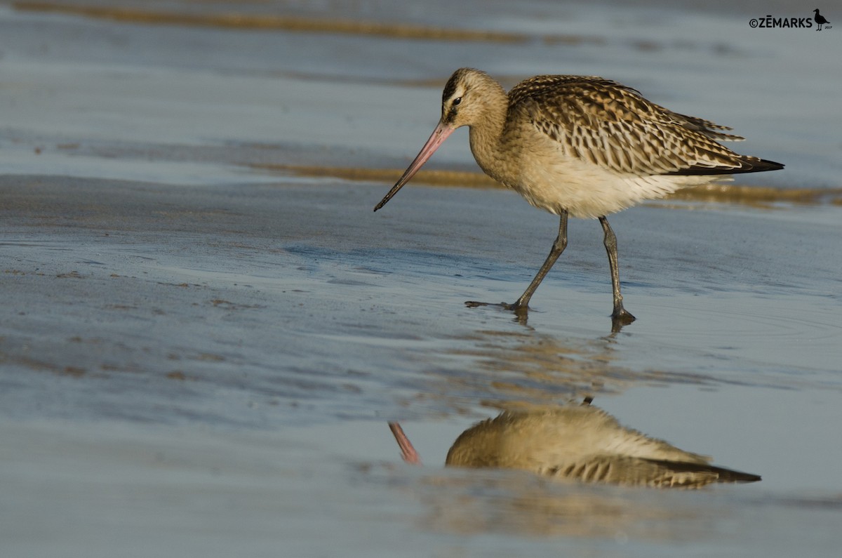 Bar-tailed Godwit - ML72116741