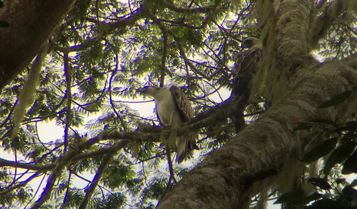 Philippine Eagle - ML72118361