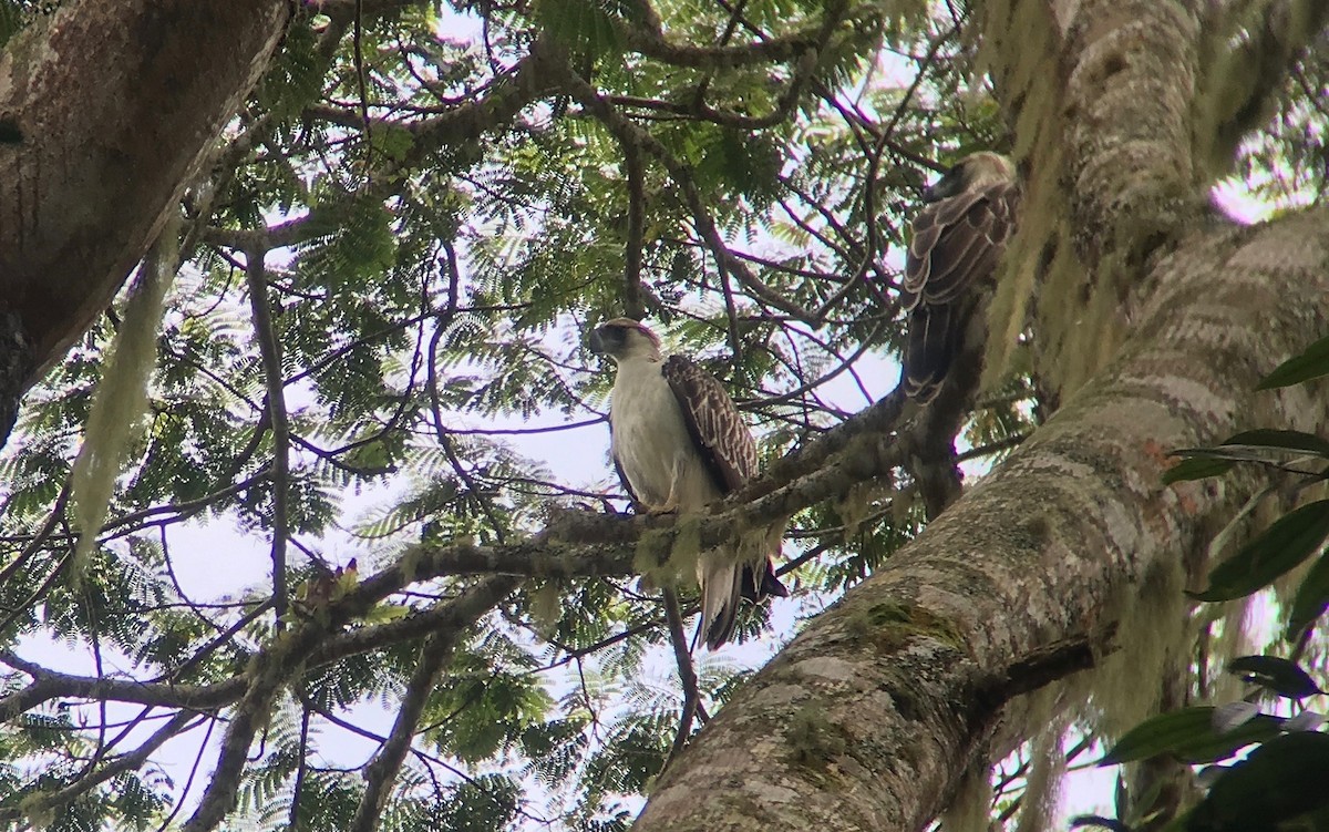 Philippine Eagle - ML72118371