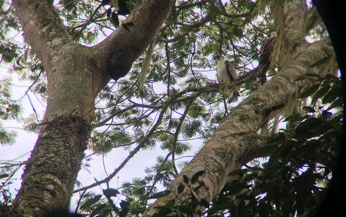 Philippine Eagle - ML72118421