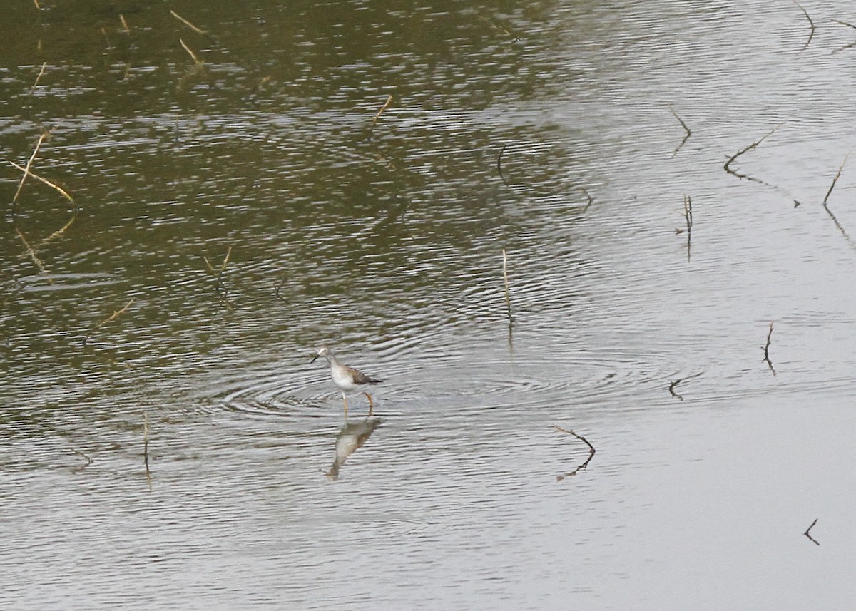 Lesser Yellowlegs - ML72118741