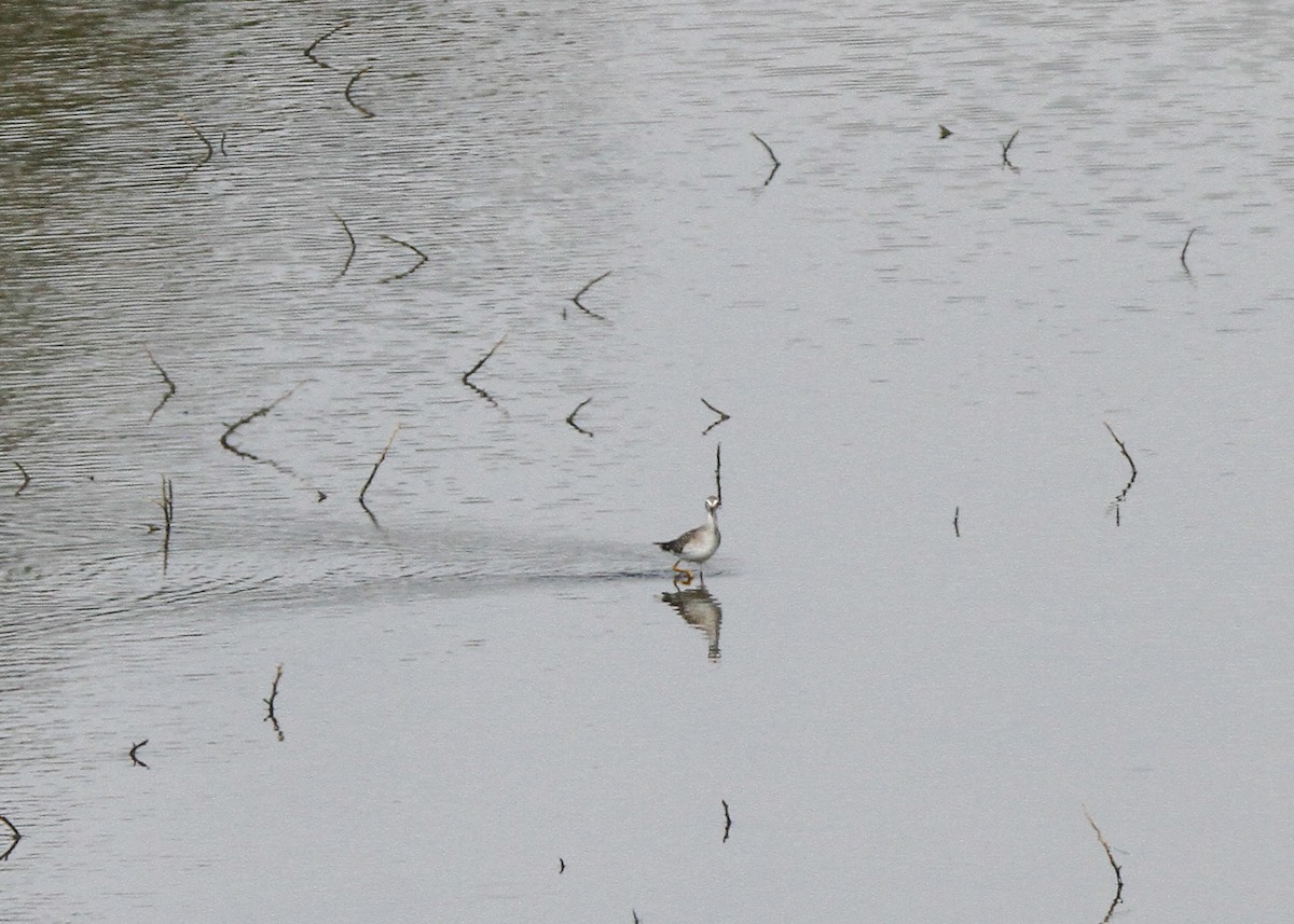 Lesser Yellowlegs - ML72118751