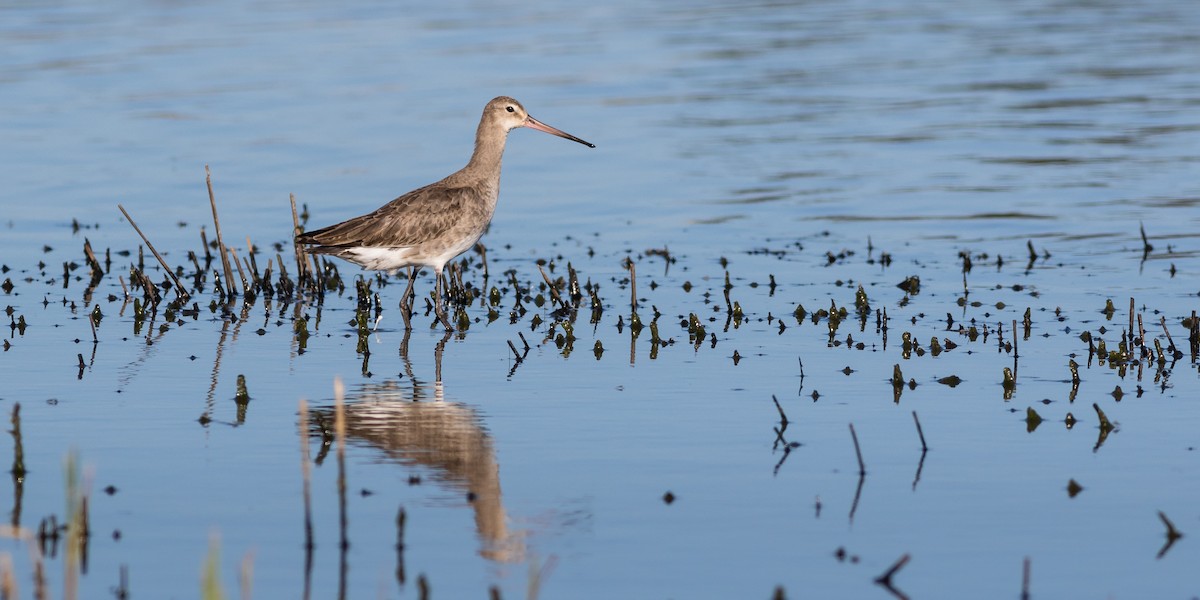 Black-tailed Godwit - ML72119521