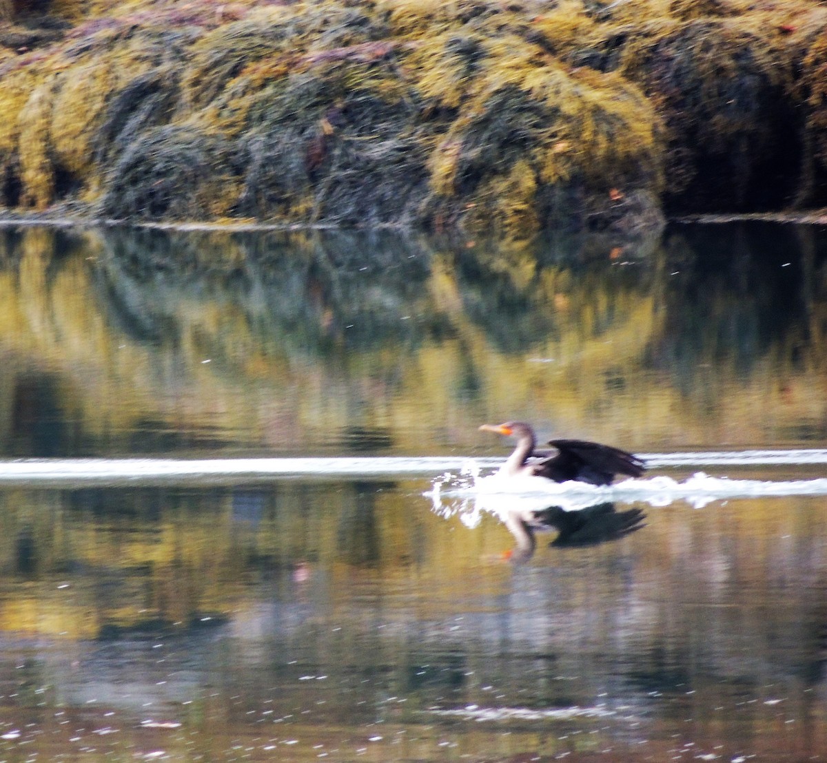 Double-crested Cormorant - ML72119701