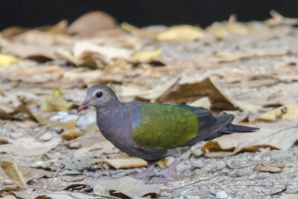 holub zelenokřídlý - ML72120131
