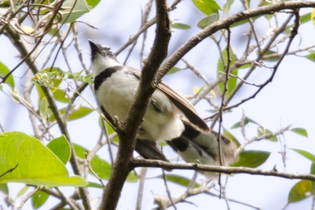 Philippine Pied-Fantail - Anonymous