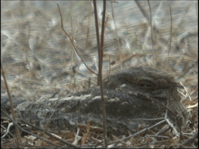 Savanna Nightjar - ML721227