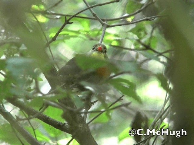 Red-billed Leiothrix - ML721228