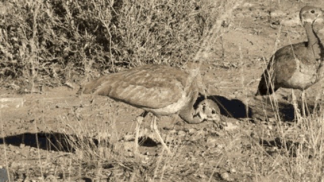 Sisón de Damaraland - ML721230