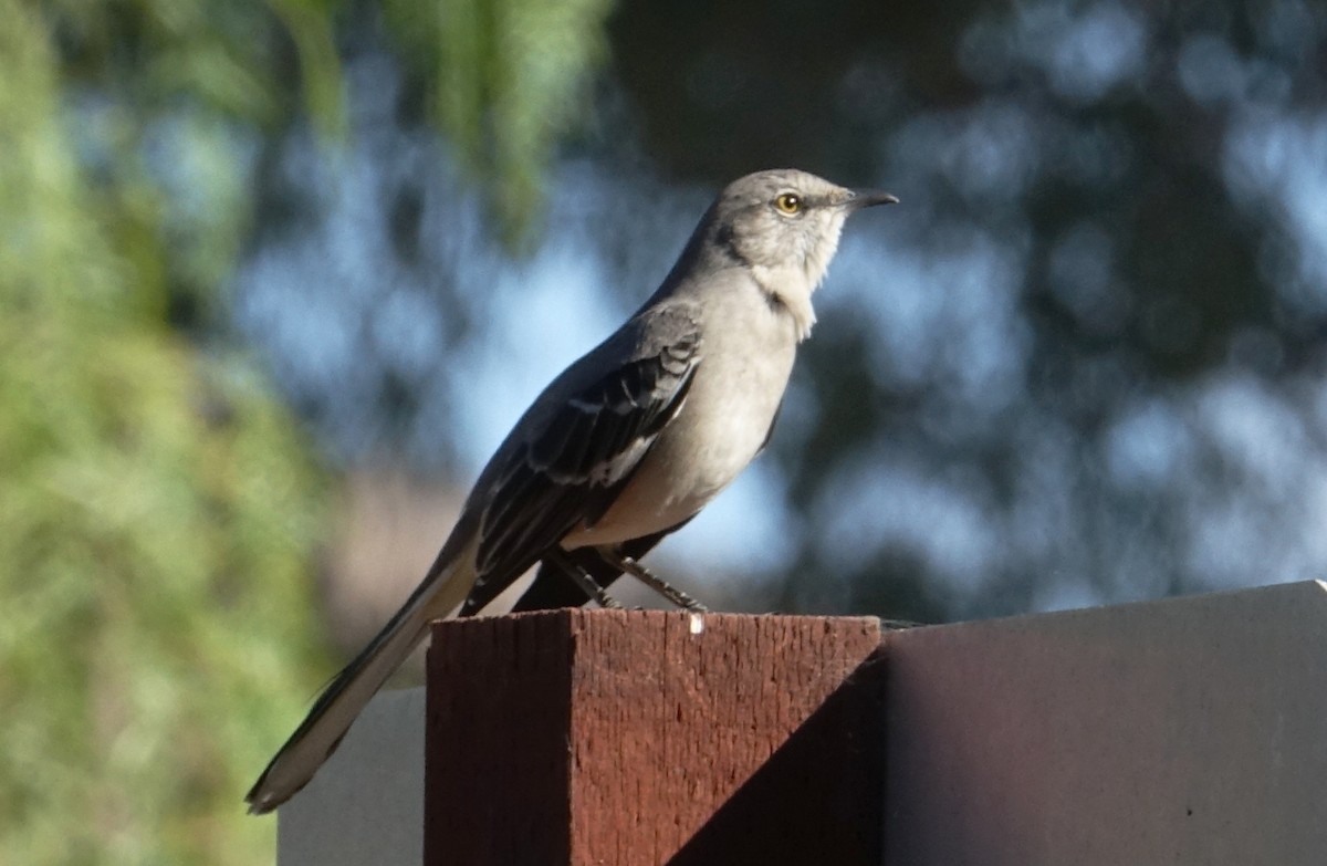 Northern Mockingbird - ML72123901