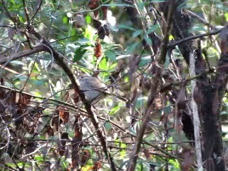 Fulvous-crowned Scrub-Tyrant - ML721243