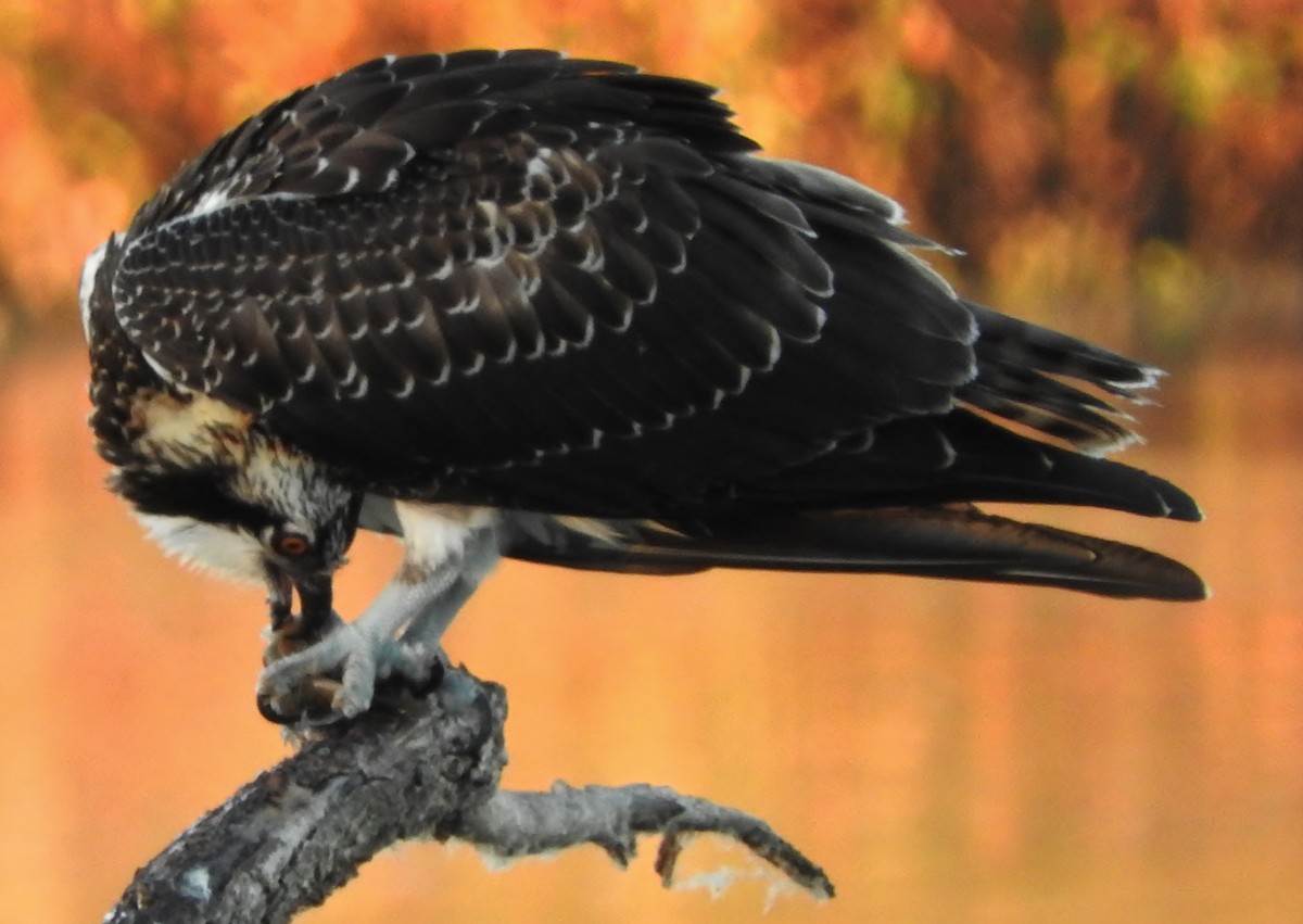 Osprey - Shirley Stafford