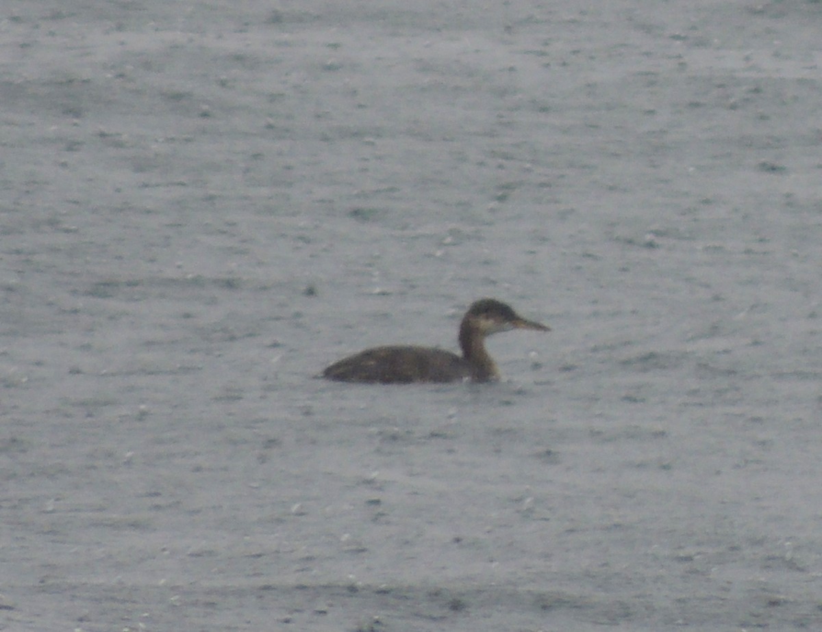 Red-necked Grebe - ML72125291