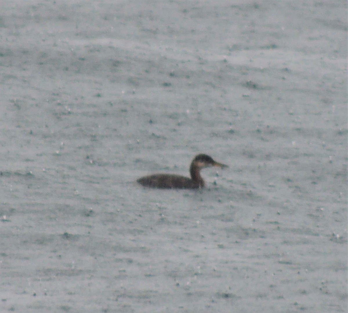 Red-necked Grebe - ML72125311