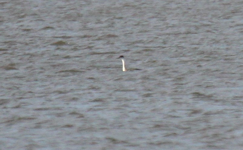 Western Grebe - Nick Anich