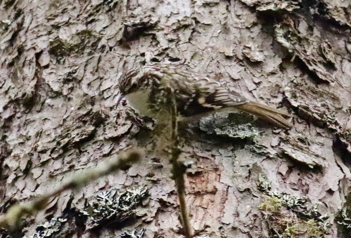 Brown Creeper - Charlie   Nims