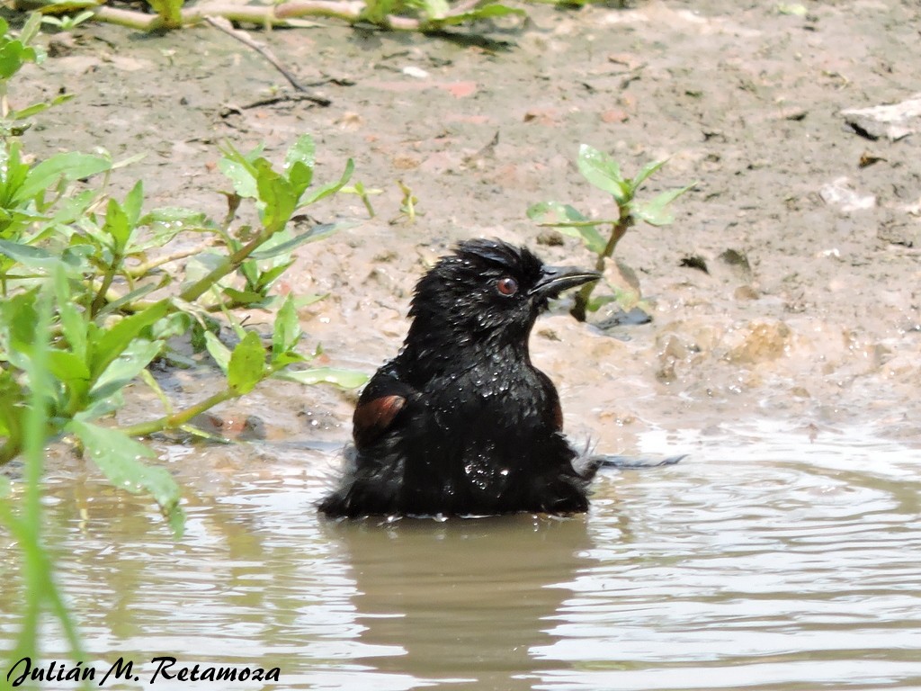 Variable Oriole - Julián Retamoza