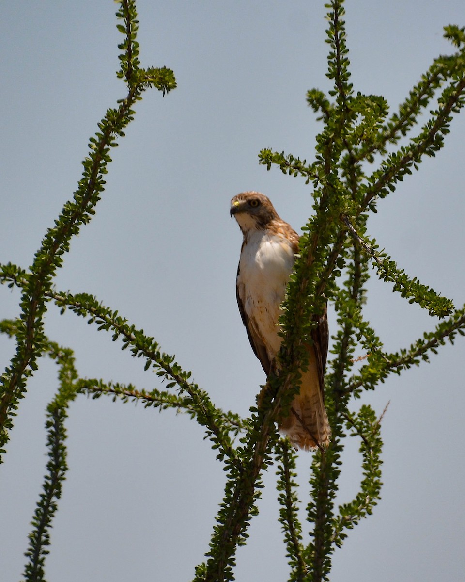 Red-tailed Hawk - Maureen  Ellis