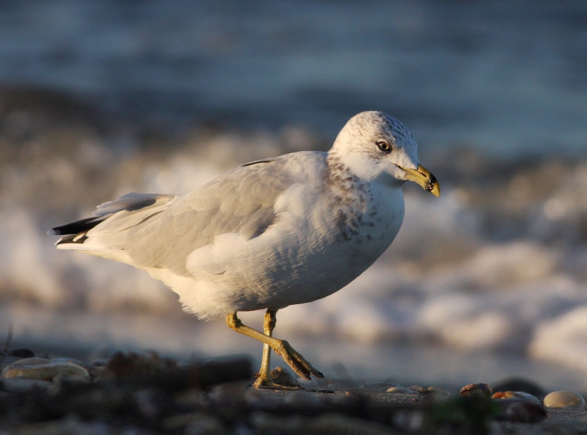 Ring-billed Gull - ML72130021