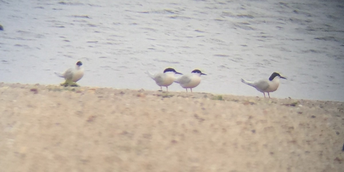 Roseate Tern - ML72130421