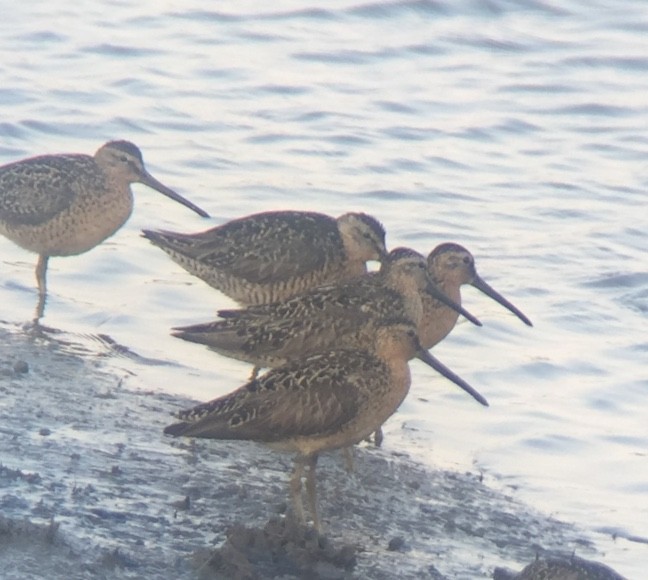 Short-billed Dowitcher - ML72130481