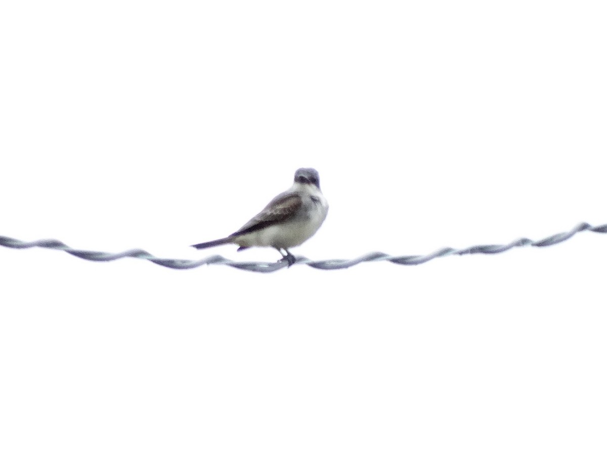 Gray Kingbird - ML72130761