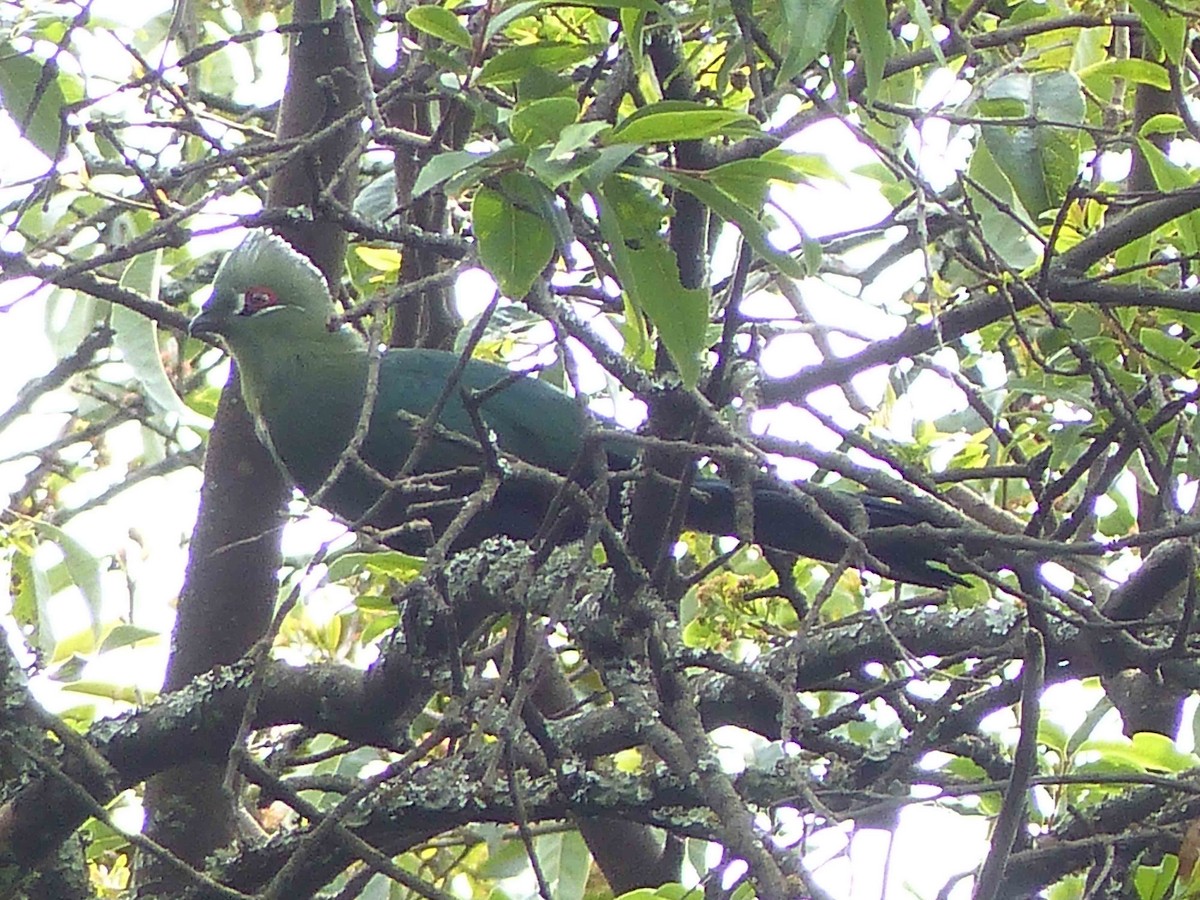 Black-billed Turaco - ML72131011