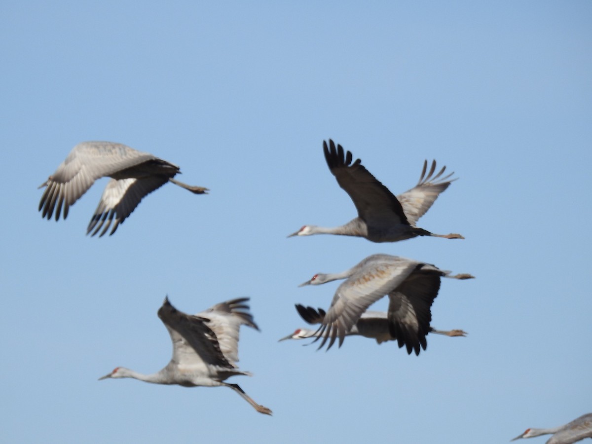 Sandhill Crane - ML72132431