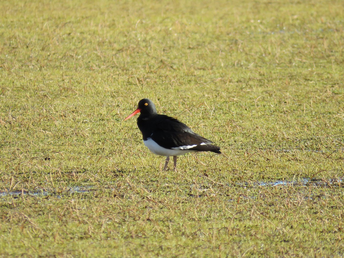 Magellanic Oystercatcher - ML72132531