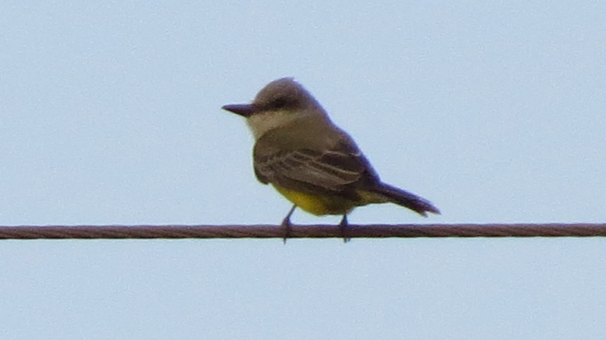 Tropical Kingbird - ML72133101