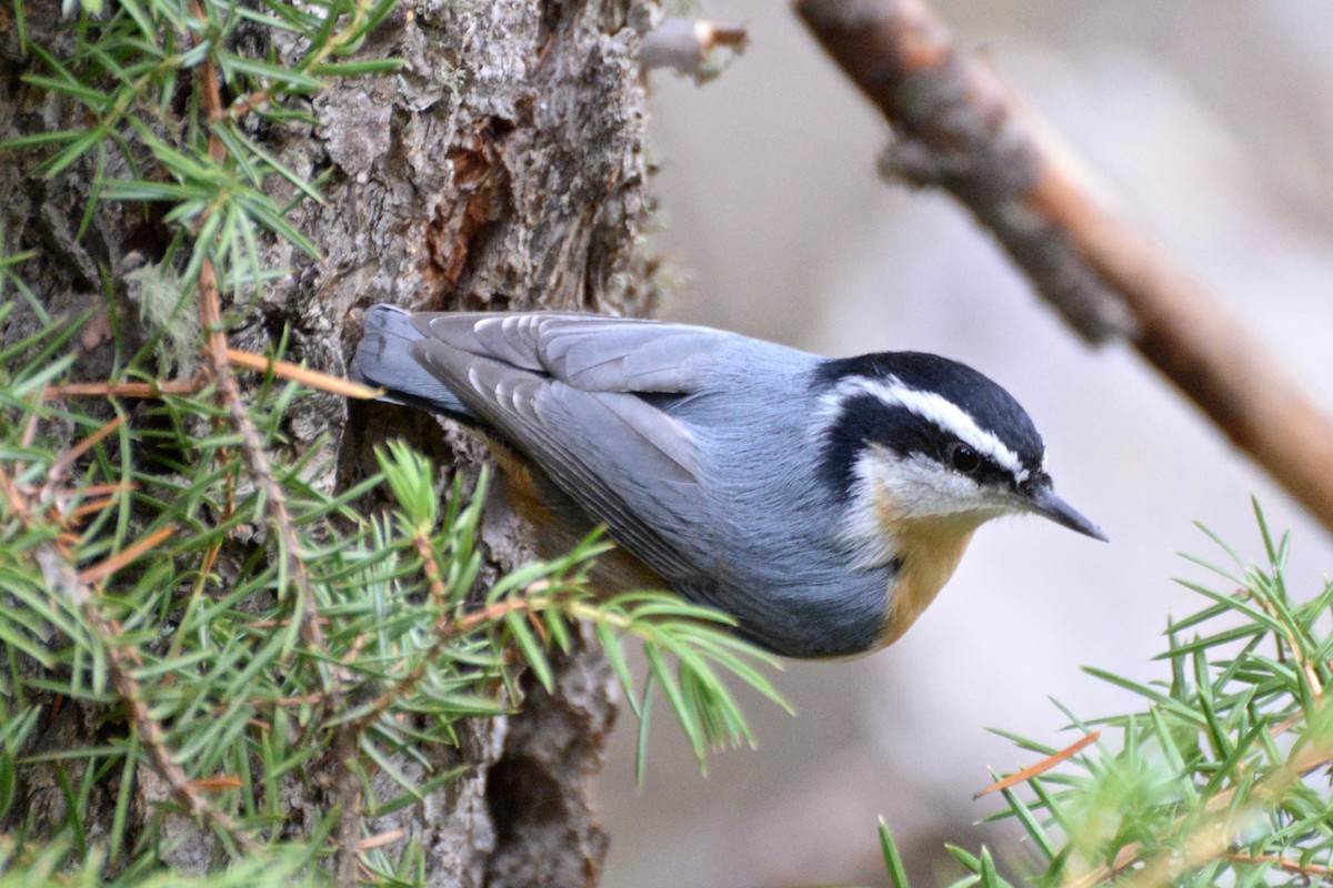 Red-breasted Nuthatch - ML72134081
