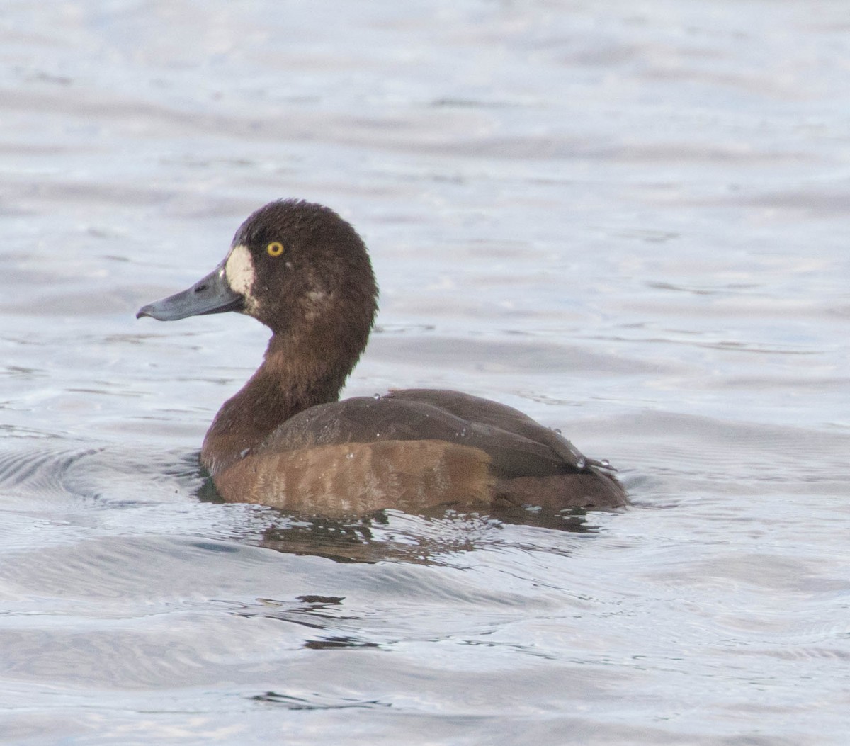 Greater Scaup - Robert Bochenek