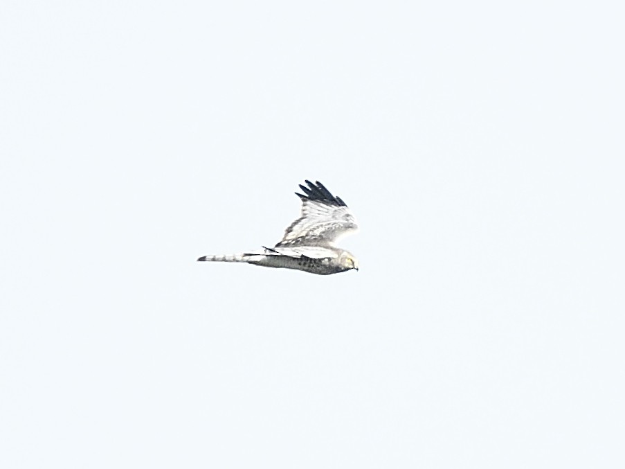 Northern Harrier - ML72136531