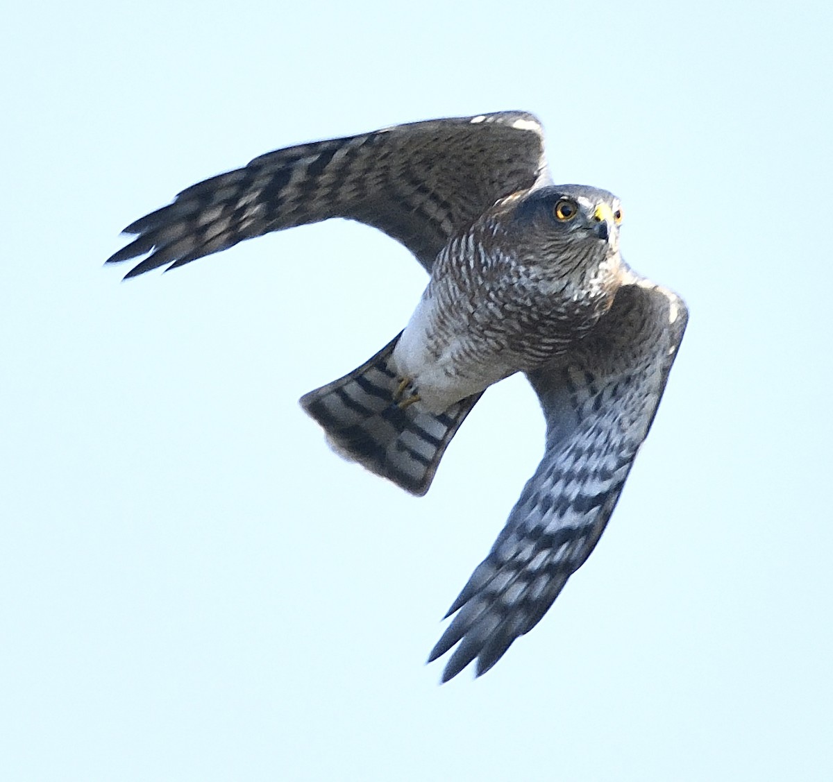 Sharp-shinned Hawk - ML72136571