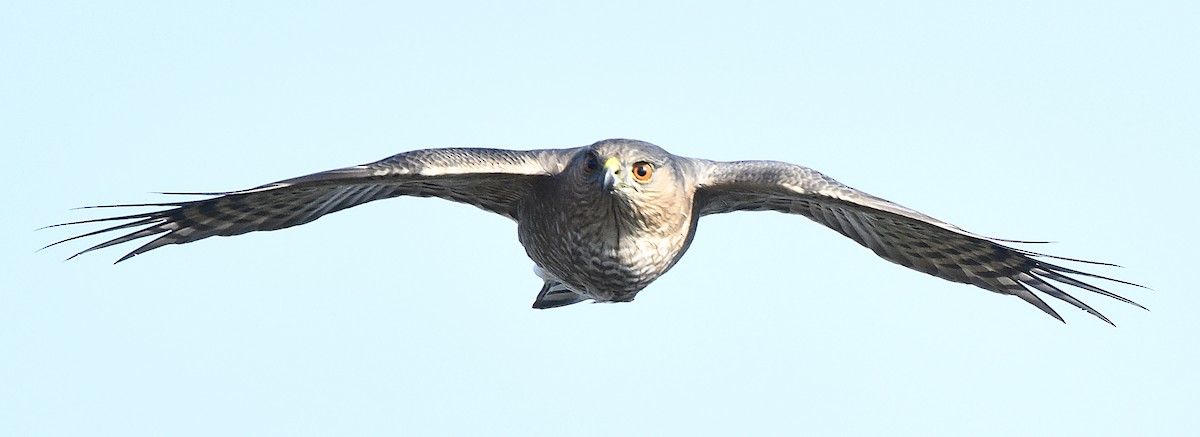 Sharp-shinned Hawk - ML72136601