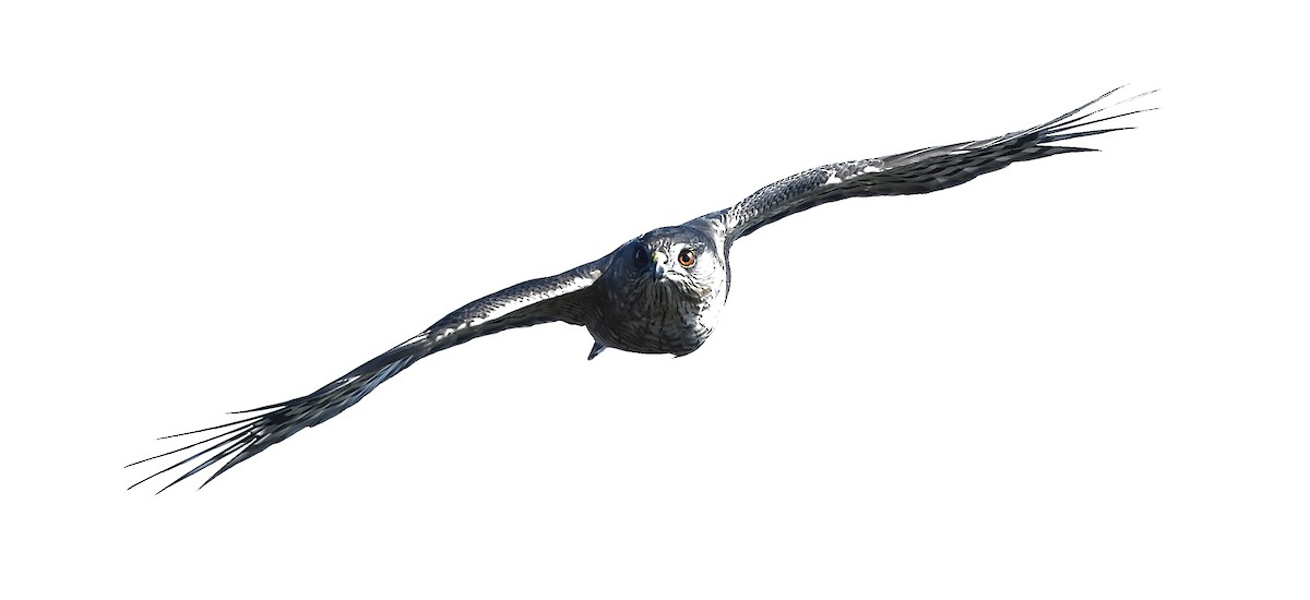 Sharp-shinned Hawk - ML72136641