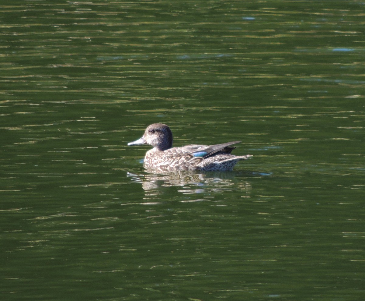 Green-winged Teal - Joe Girgente