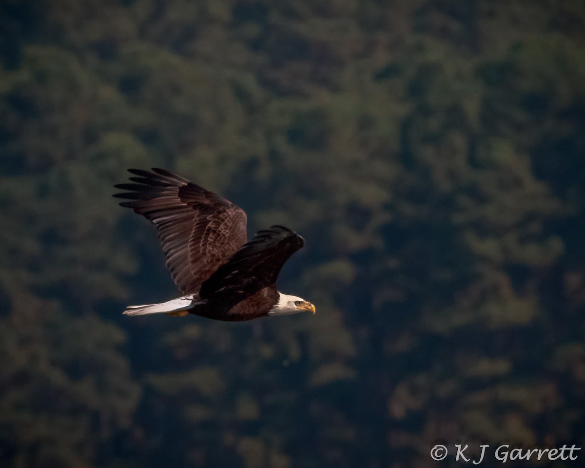 Bald Eagle - Karen Garrett