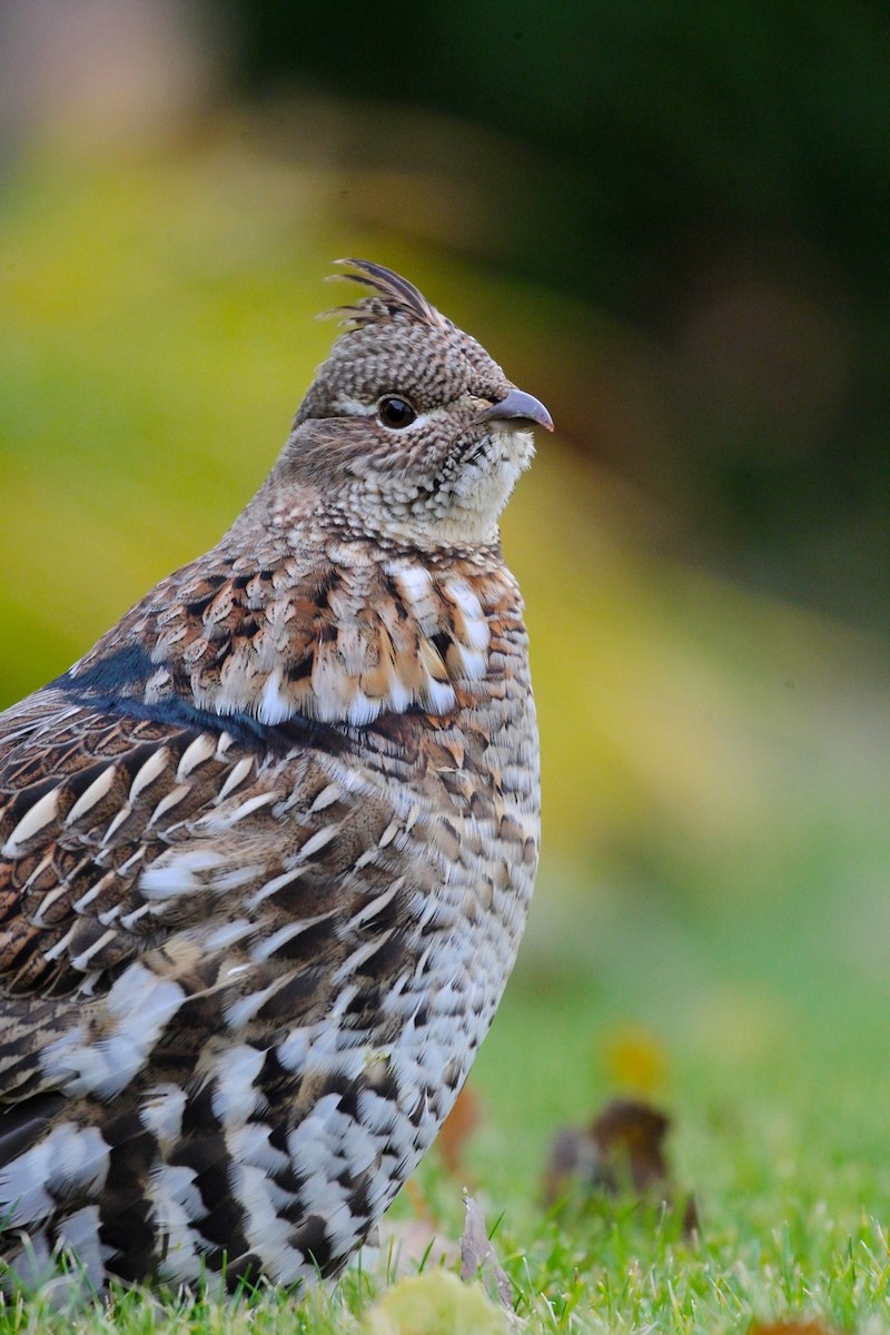 Ruffed Grouse - ML72140081