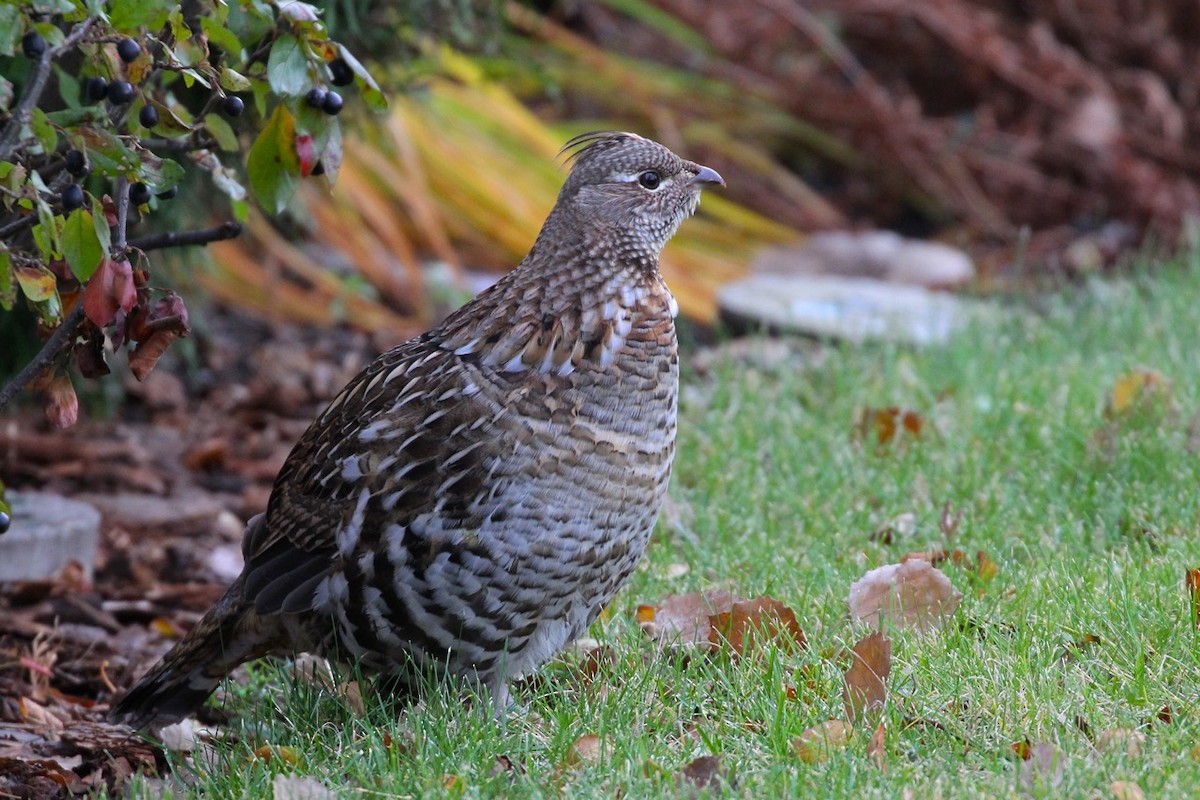 Ruffed Grouse - ML72140131