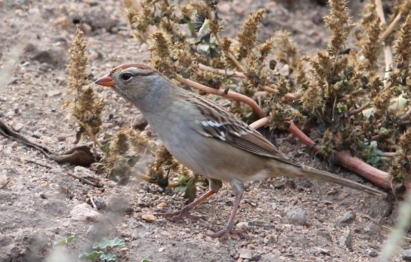 White-crowned Sparrow - ML72140251