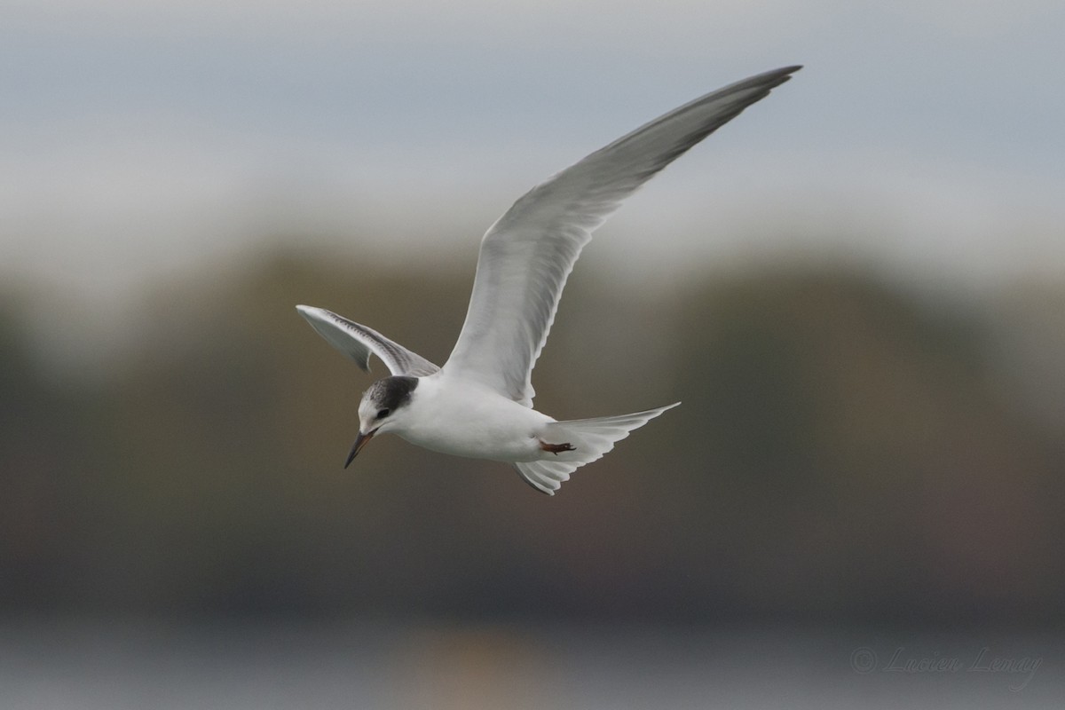 Common Tern - Lucien Lemay