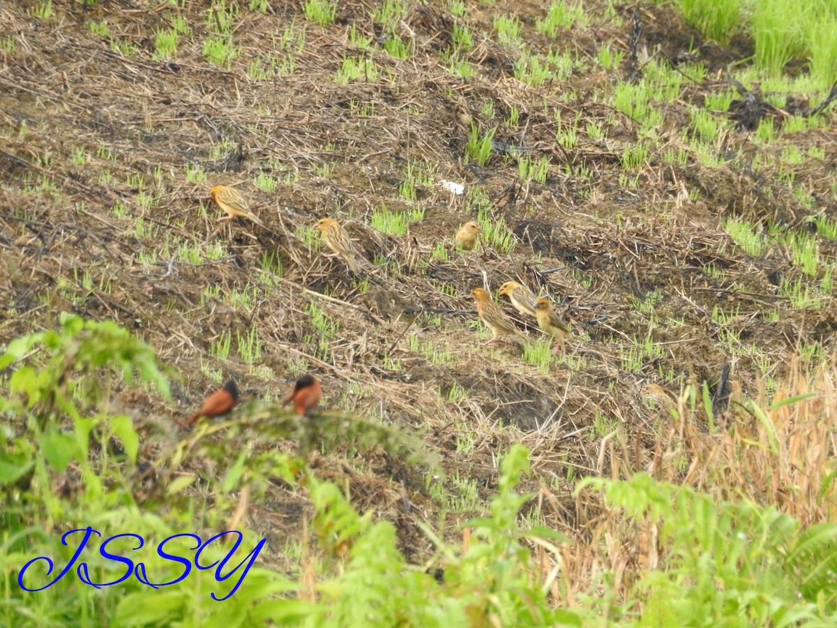 Baya Weaver - ML72140461